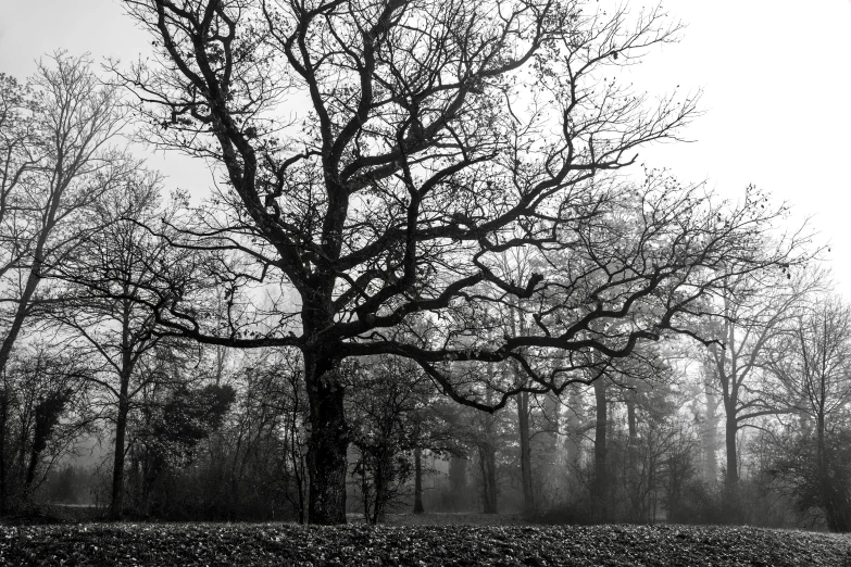 a black and white photo of a tree in a park, a black and white photo, by Cedric Peyravernay, oak trees and dry grass, misty forest, bare trees, trees with lots of leaves