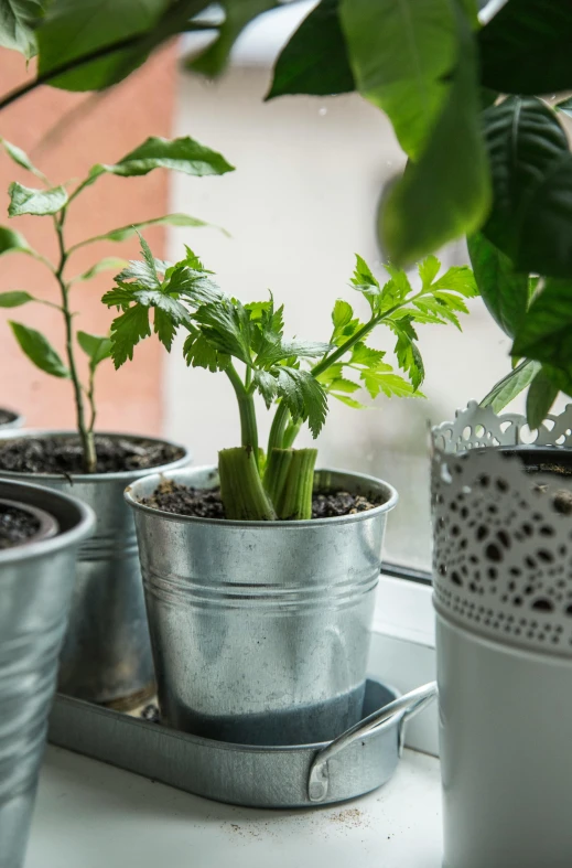 a close up of a potted plant on a window sill, celery man, different sizes, about to step on you, grey