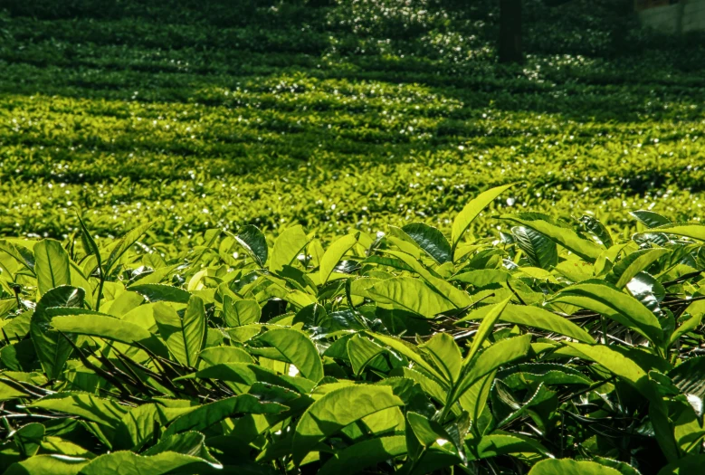 a field filled with lots of green plants, tea, fan favorite, header, exterior shot