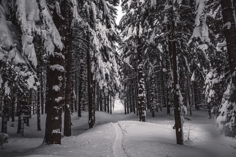 a black and white photo of a snow covered forest, pexels contest winner, path into lush forest, stunning skied, 🌲🌌