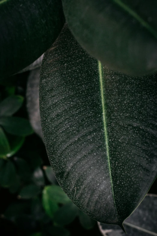 a close up of a leaf on a tree, inspired by Elsa Bleda, trending on unsplash, renaissance, dark grey, houseplant, full frame image, made of leaves