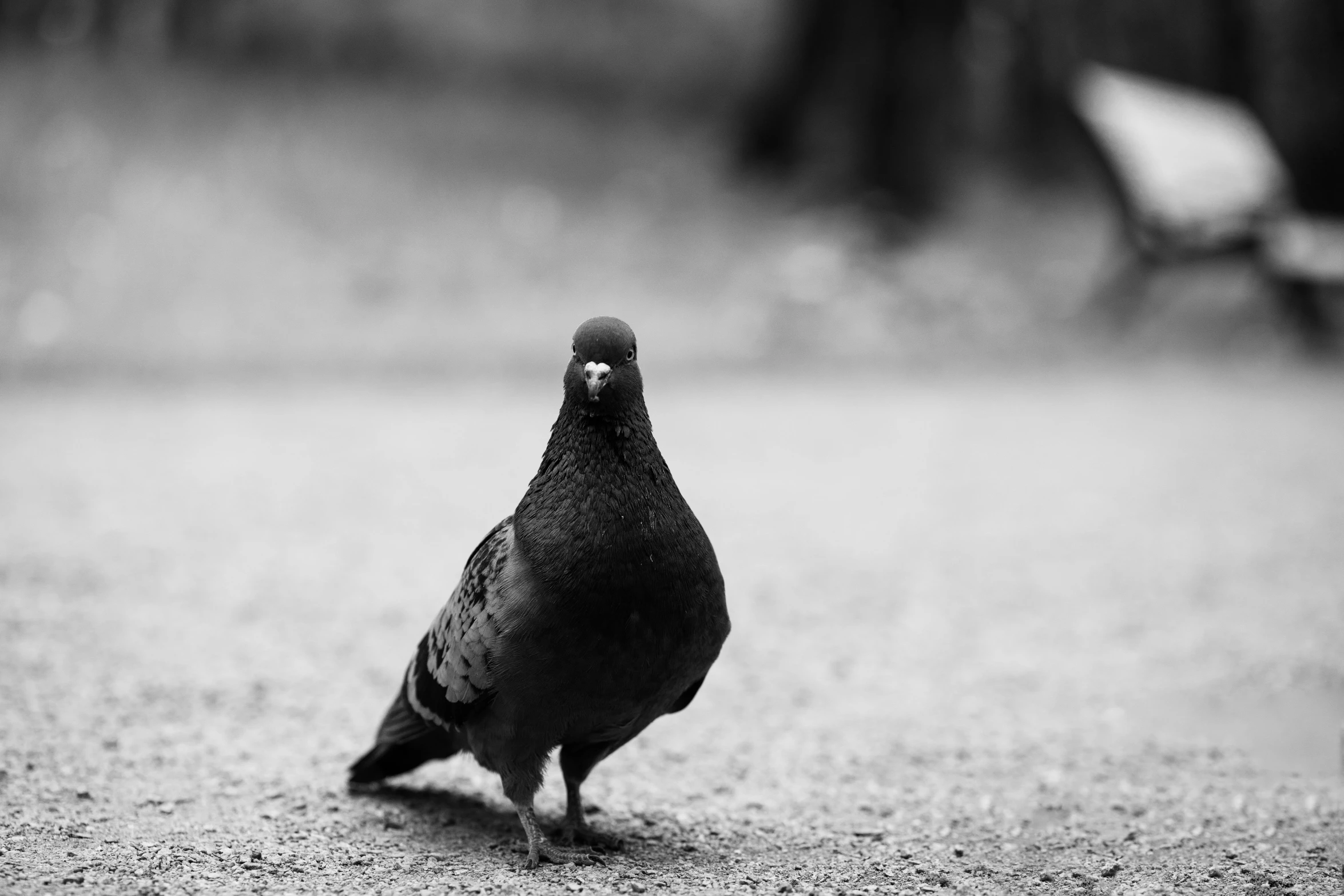 a black and white photo of a pigeon, by Jan Tengnagel, pexels contest winner, standing on the street, confident stance, high quality photo, woodstock