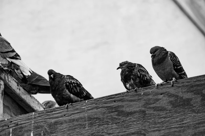 a group of birds sitting on top of a wooden roof, a black and white photo, by Jan Tengnagel, pexels contest winner, annoyed, woodstock, on the sidewalk, high detail photo