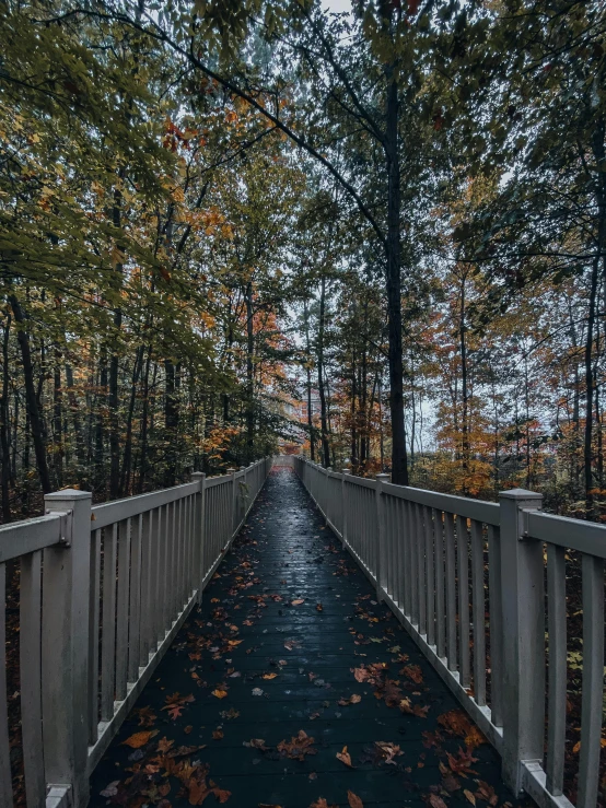 a bridge in the woods with leaves on the ground, a picture, by Carey Morris, unsplash contest winner, overcast gray skies, today\'s featured photograph 4k, sky bridge, shot with hasselblade camera