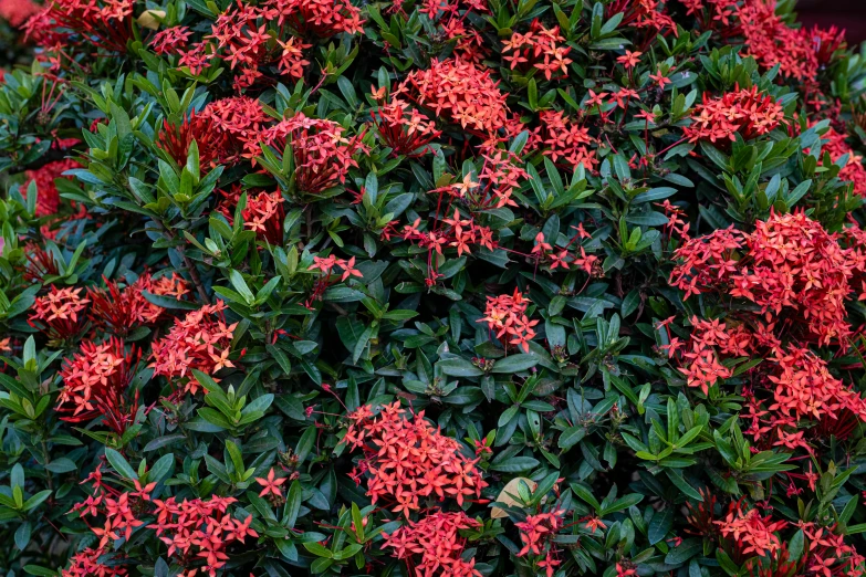 a bush of red flowers with green leaves, by Jakob Emanuel Handmann, unsplash, hurufiyya, many stars, glossy surface, symmetrically, no cropping