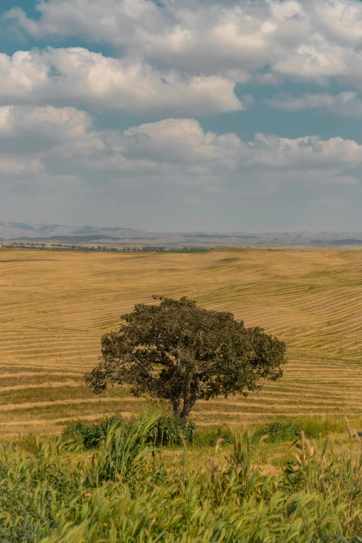 a herd of cattle standing on top of a lush green field, by Peter Churcher, land art, israel, lonely tree, striped, vast wheat fields