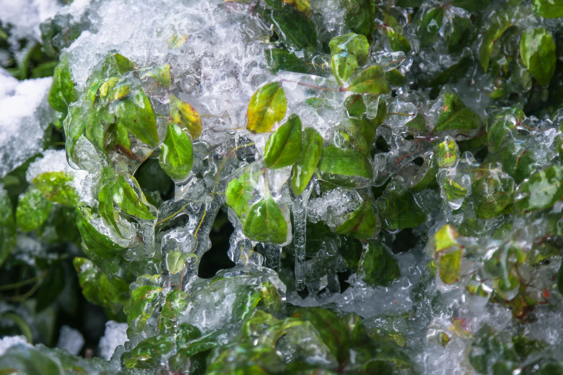 a bunch of green plants covered in ice, bubbling skin, up close image, greens)