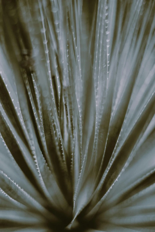 a black and white photo of a plant, a macro photograph, inspired by Kay Sage, unsplash, conceptual art, gradient brown to silver, high detailed thin stalagtites, palm lines, blurred