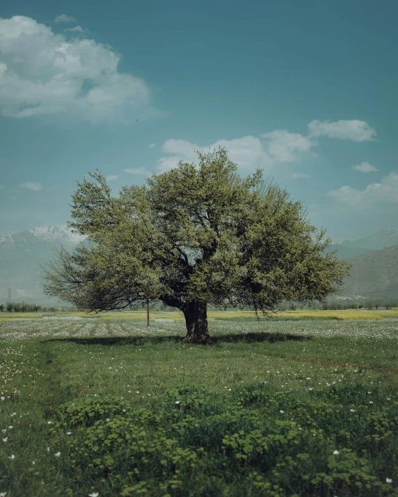 a lone tree in the middle of a field, unsplash contest winner, the non-binary deity of spring, lush and green, ((trees))