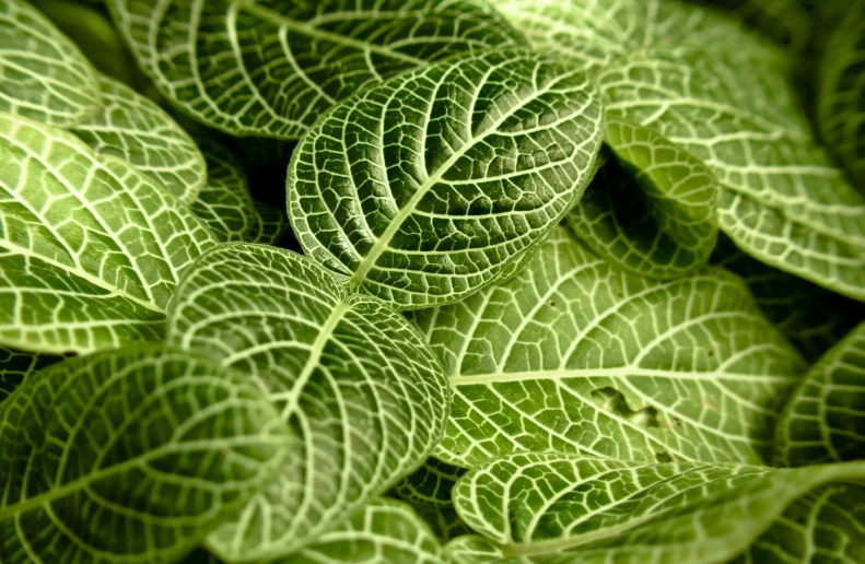 a close up of a bunch of green leaves, by Frederik Vermehren, scaly skin, mint, high detail photo, shot on sony alpha dslr-a300