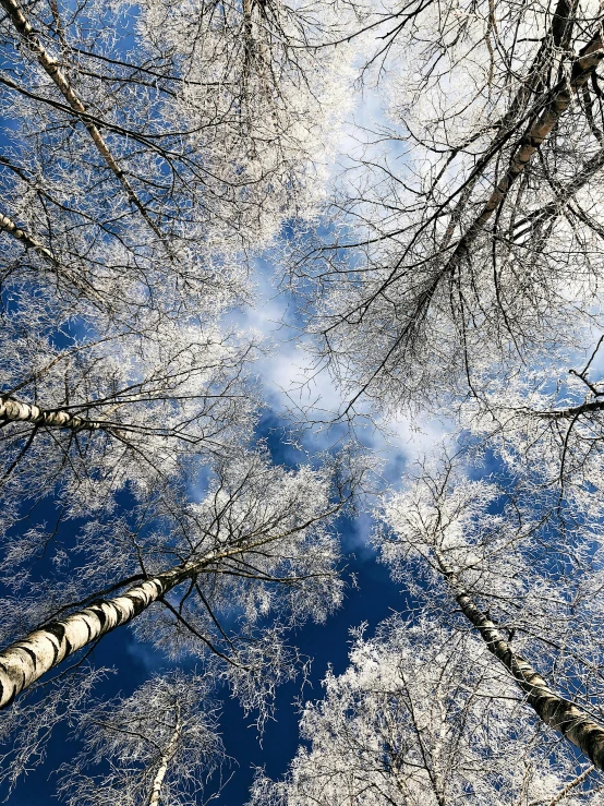 a group of trees that are standing in the snow, looking up onto the sky, looking at the ceiling, betula pendula, unsplash photo contest winner