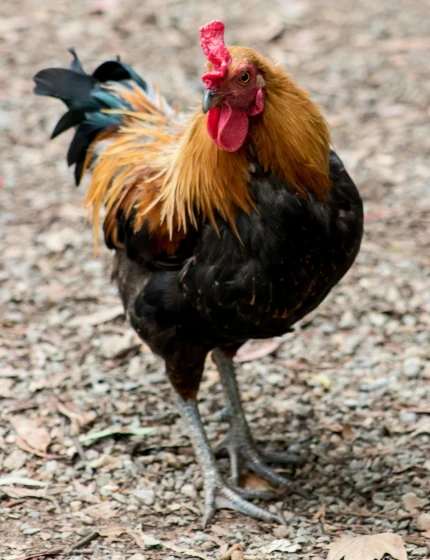 a close up of a rooster on a dirt ground, a portrait, unsplash, best photo, mature male, australia, tail raised