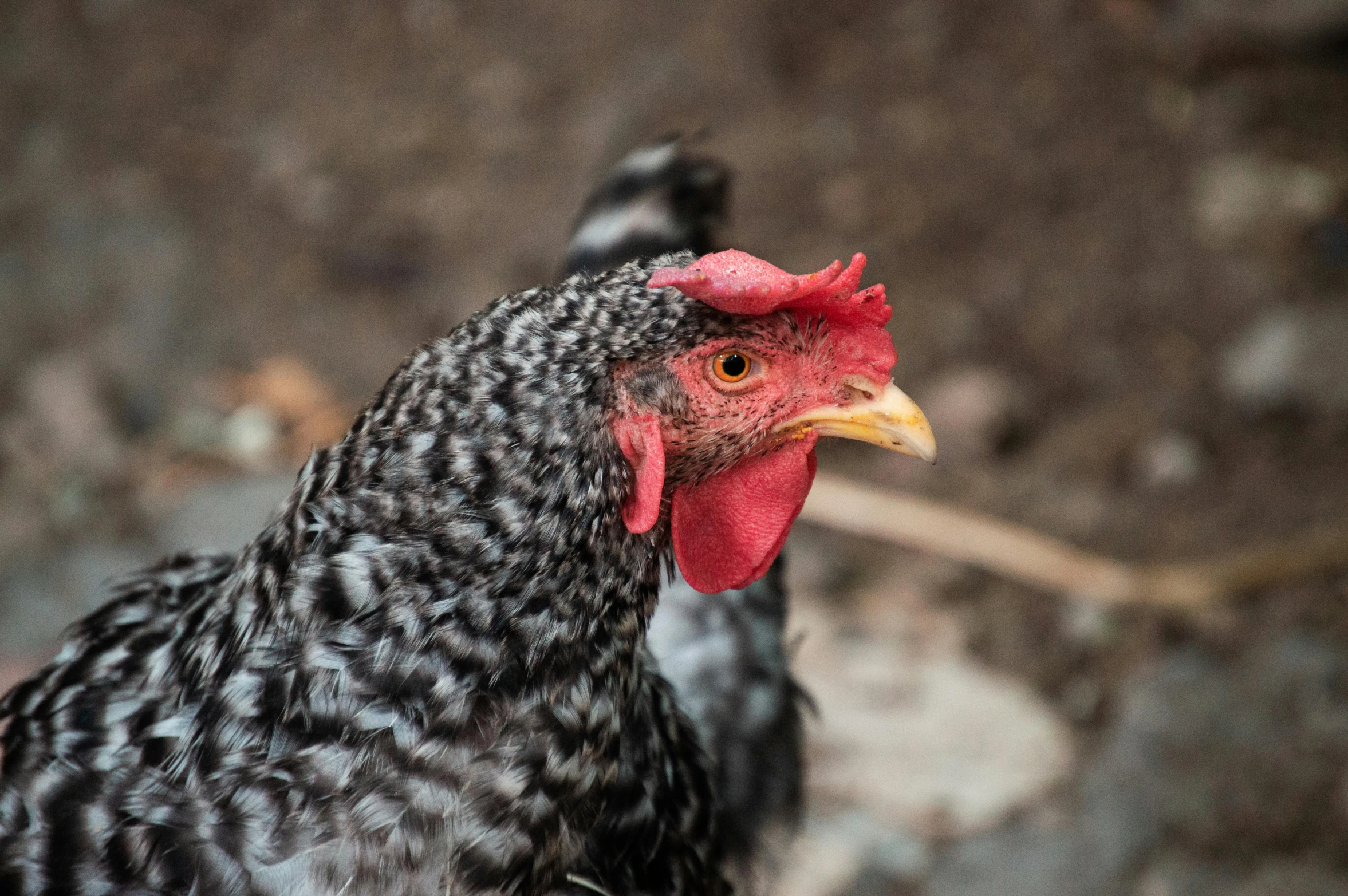 a black and white chicken with a red comb, by Daniel Lieske, shutterstock contest winner, gray mottled skin, 🦩🪐🐞👩🏻🦳, black female, mid 2 0's female