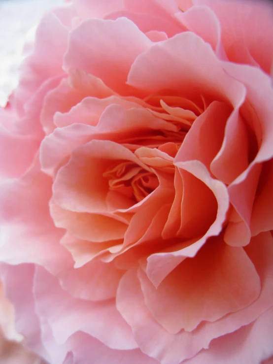 a close up of a pink flower on a table