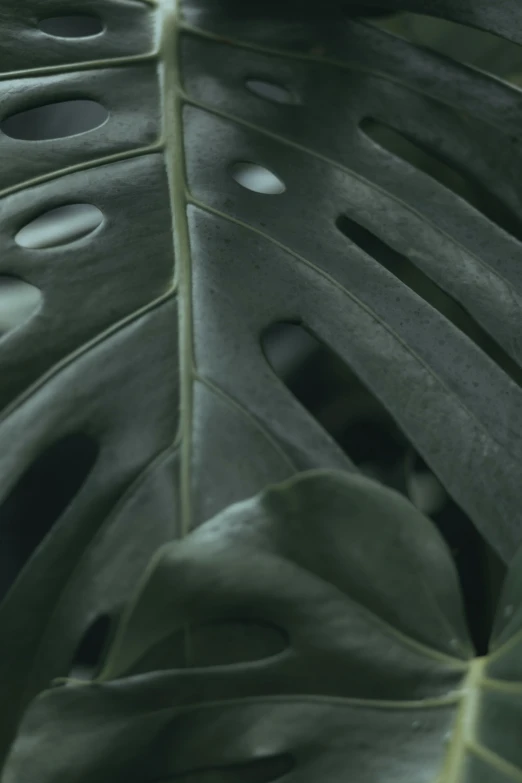 a close up of a leaf with holes in it, unsplash contest winner, wet lush jungle landscape, high quality topical render, on a gray background, smooth in 8k