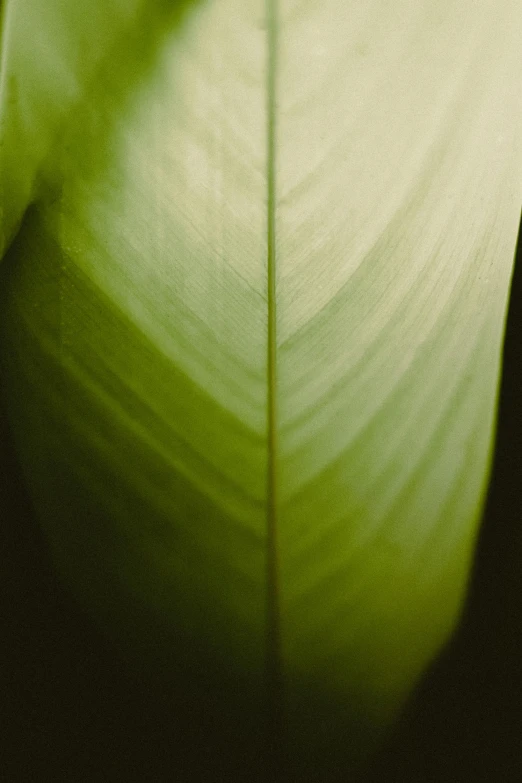 a close up of a leaf of a plant, a picture, by Adam Chmielowski, shot on kodak ektar, banana color, bio - luminescent, corners