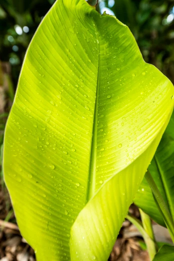 a green leaf with water droplets on it, banana trees, lush forest foliage, often described as flame-like, laos