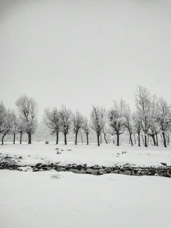 a black and white photo of trees in the snow, turkey, 1981 photograph, 1954