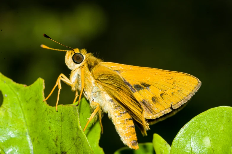 a close up of a moth on a leaf, hurufiyya, yellow, getty images, fan favorite, a tall