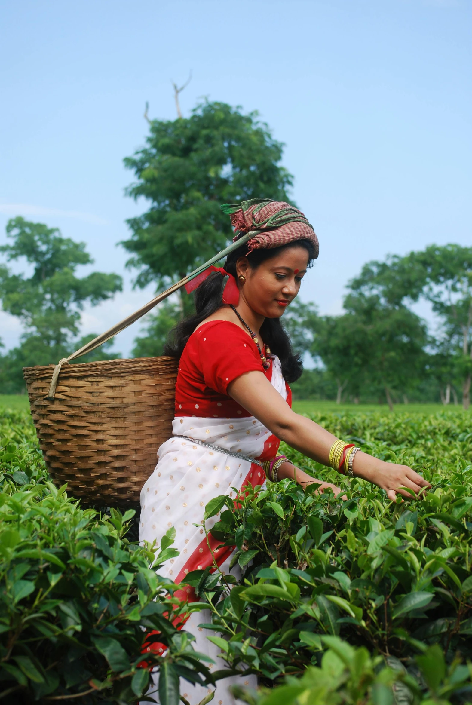 a woman picking tea leaves in a field, background: assam tea garden, “berries, online, celebration of coffee products