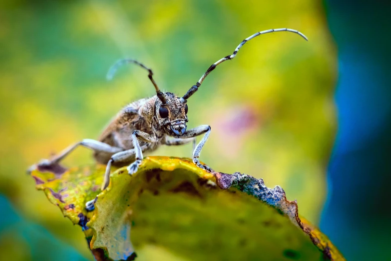 a bug that is sitting on a leaf, by Matthias Weischer, pexels contest winner, sharp long horns, mixed art, lecherous pose, avatar image