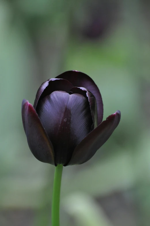 a close up of a flower on a stem, dark purple crown, main colour - black, black swan, tulip