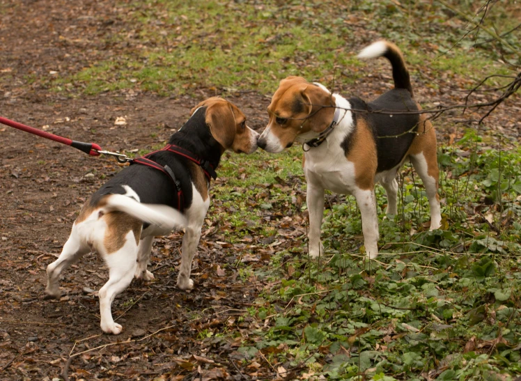 a couple of dogs that are on a leash, by Jan Tengnagel, shutterstock, figuration libre, kissing each other, cute beagle, a park, facing off in a duel