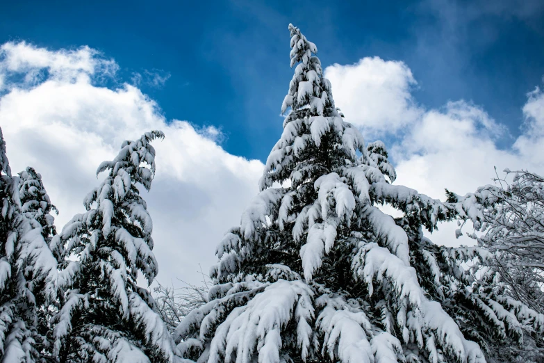 a group of pine trees covered in snow, pexels contest winner, blue skies, thumbnail, 1 2 9 7, high resolution