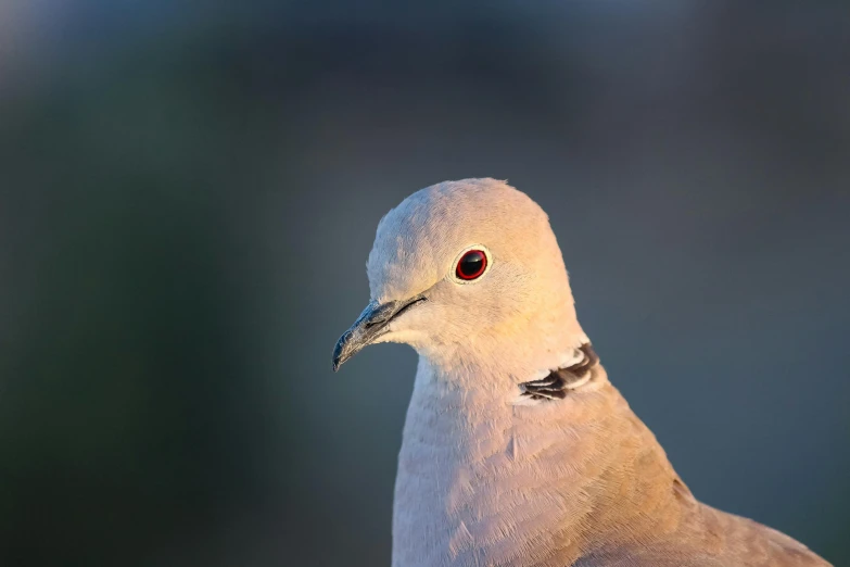 a close up of a bird with a blurry background, a portrait, unsplash, pale grey skin, lit in a dawn light, dove, high-resolution photo
