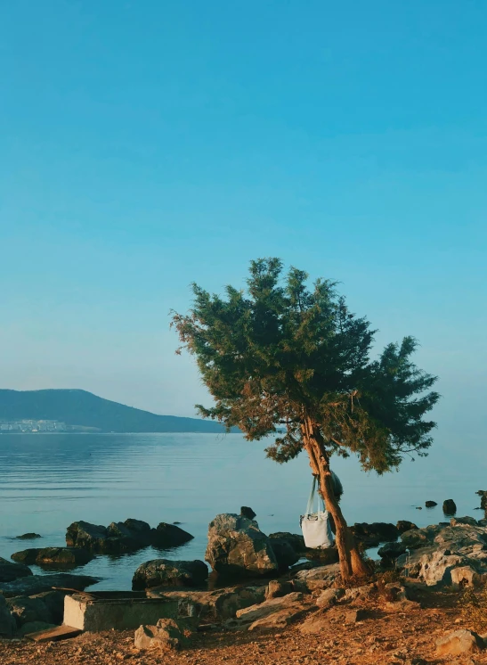 a tree sitting on top of a beach next to a body of water, a picture, greek fantasy panorama, profile image, morning shot, 🚿🗝📝