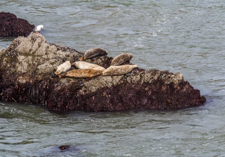 a group of seals lounging on a rock in the water, on a pedestal, fan favorite, sf, listing image