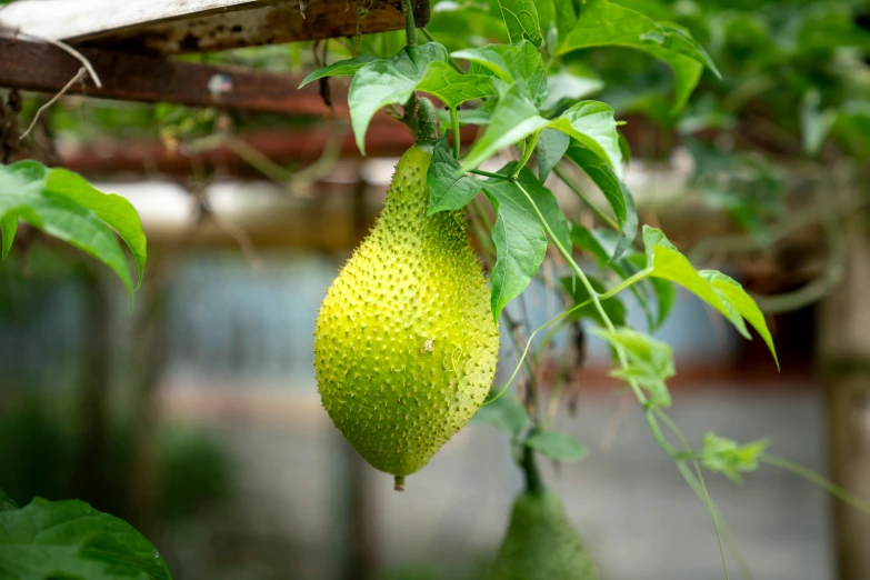 a large green fruit hanging from a tree, unsplash, mingei, hansa yellow, exterior shot, no cropping, next to a plant