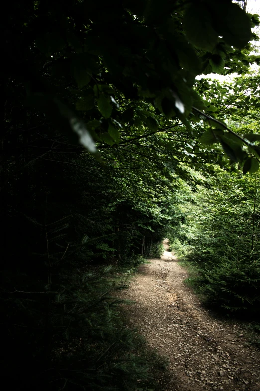 a dirt path in the middle of a forest, dark shadowy surroundings, green trees, split near the left