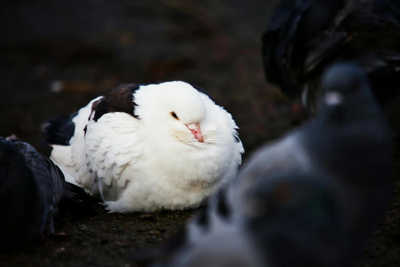 a white pigeon laying on the ground surrounded by pigeons, unsplash, hurufiyya, iceland photography, asleep, subject= duck, white and black