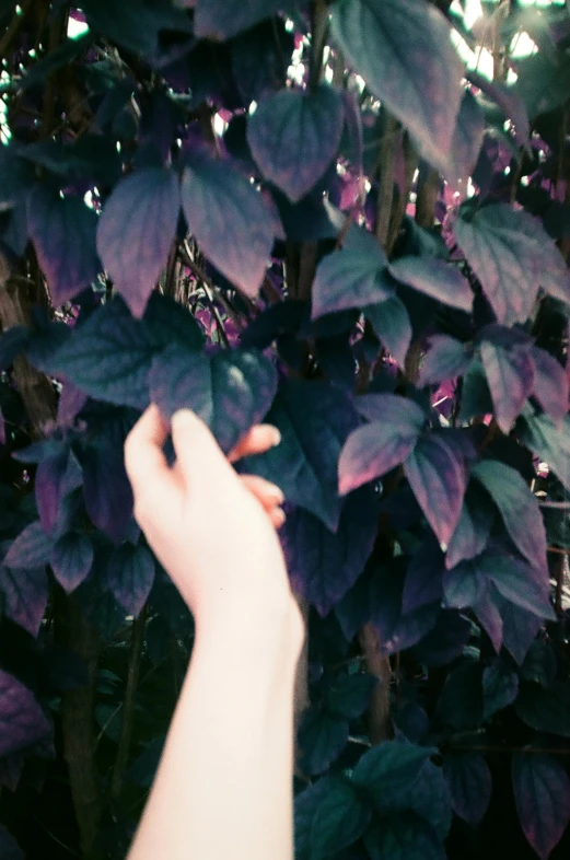 a person holding a cigarette in their hand, an album cover, inspired by Elsa Bleda, unsplash, aestheticism, purple foliage, large vines, !!! colored photography, tumblr aesthetic