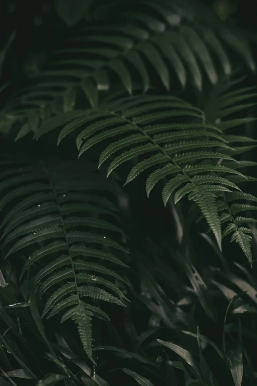 a close up of a plant with green leaves, in a dark forest, fern, alessio albi, lightweight