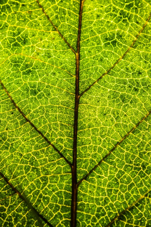 a close up view of a green leaf, by Doug Ohlson, pexels, extreme detail 4 k, backlighted, panels, atlas tree leaf texture map