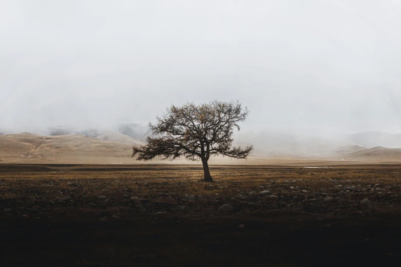 a lone tree in the middle of a field, unsplash contest winner, postminimalism, brown mist, on a gray background, background image, a cold