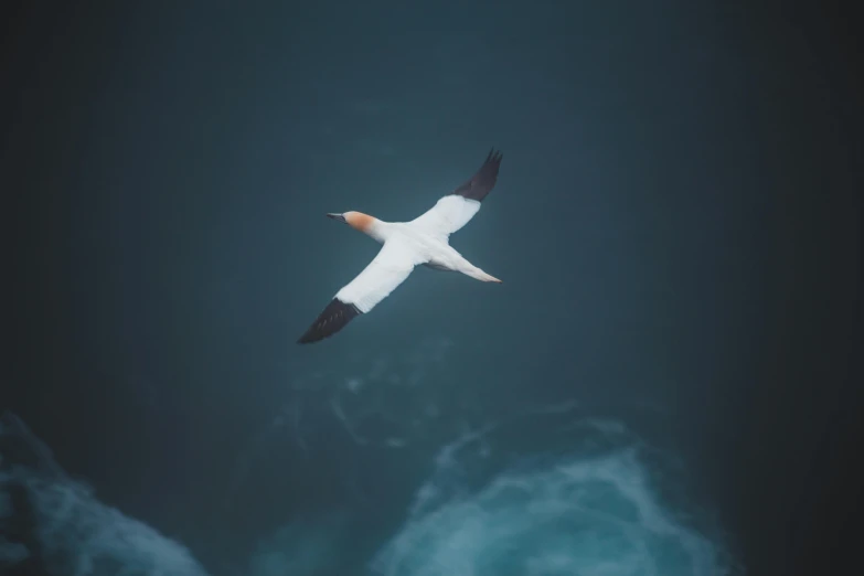 a bird that is flying in the sky, an album cover, pexels contest winner, faroe, white wings, king of the sea, high angle shot