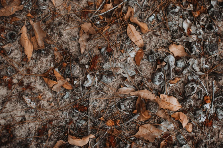 a close up of a bunch of leaves on the ground, unsplash, conceptual art, 1024x1024, background image, dry trees, fungus and plants