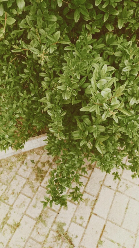 a red fire hydrant sitting on top of a brick sidewalk, a picture, by Pablo Rey, trending on pexels, basil leaves flying all over, pastel faded effect, from above, verdant topiary