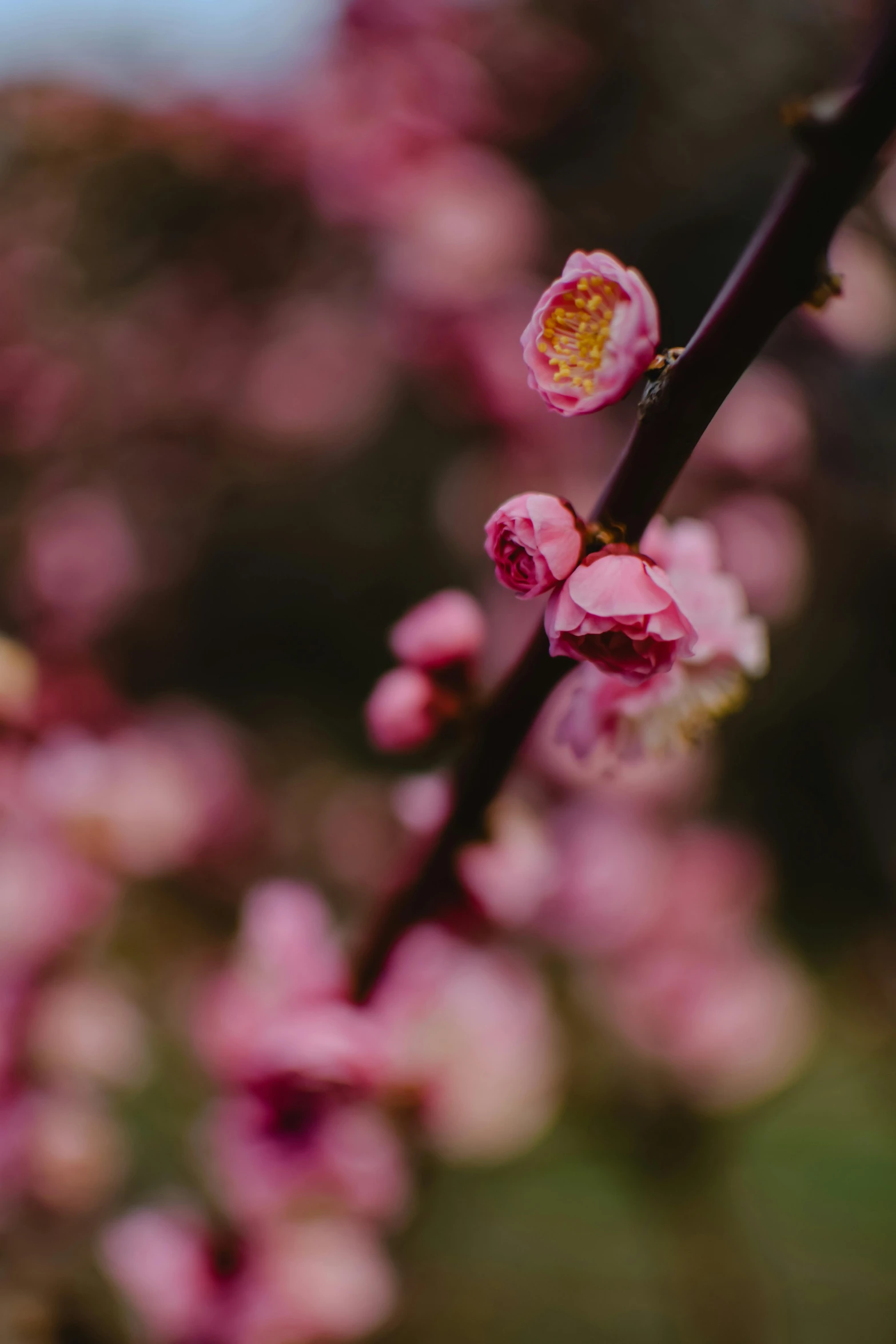 a close up of some pink flowers on a tree, by Niko Henrichon, trending on unsplash, made of glazed, medium format. soft light, promo image, manuka