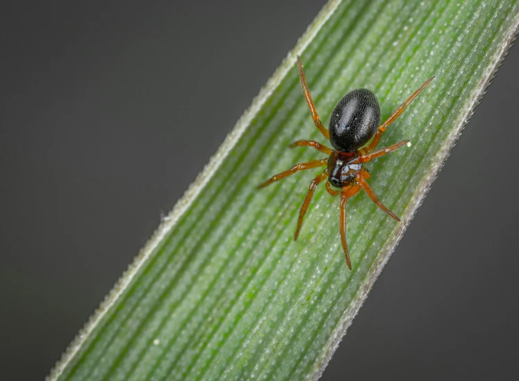 a spider sitting on top of a green leaf, by Robert Brackman, hurufiyya, on a gray background, ground - level medium shot, micro-details, female gigachad