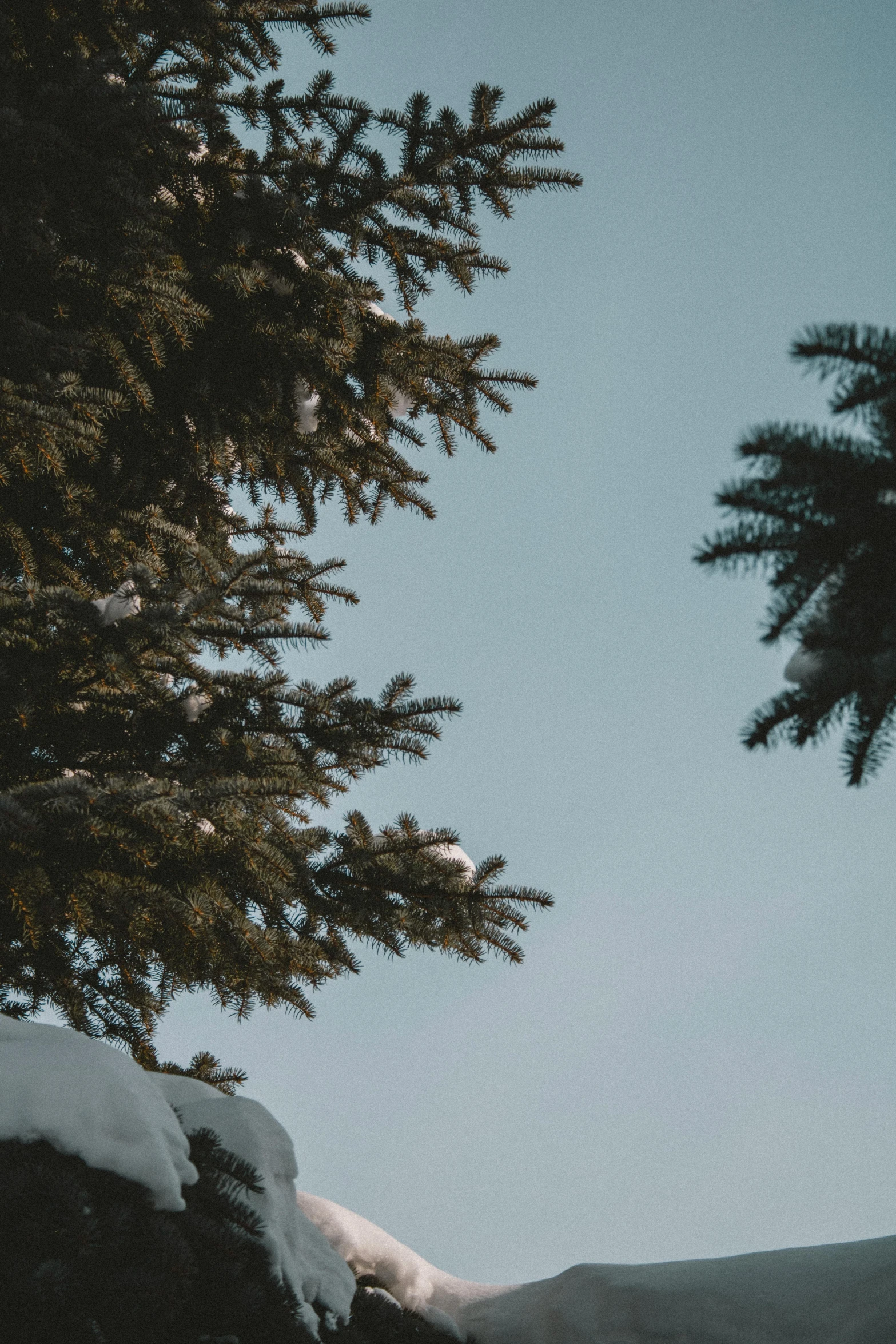 a man flying through the air while riding a snowboard, a picture, unsplash contest winner, visual art, sparse pine trees, evergreen branches, ((trees)), # film