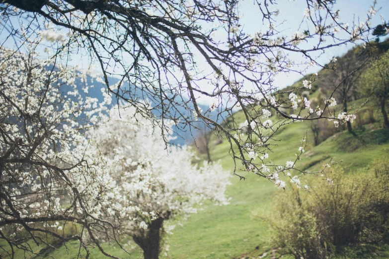 a herd of sheep grazing on a lush green field, a picture, by Elsa Bleda, unsplash, romanticism, almond blossom, solo hiking in mountains trees, 2 0 0 0's photo