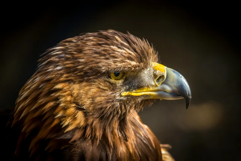 a close up of a bird of prey, a portrait, pexels contest winner, hurufiyya, national geographic quality, 8k resolution”, portrait”