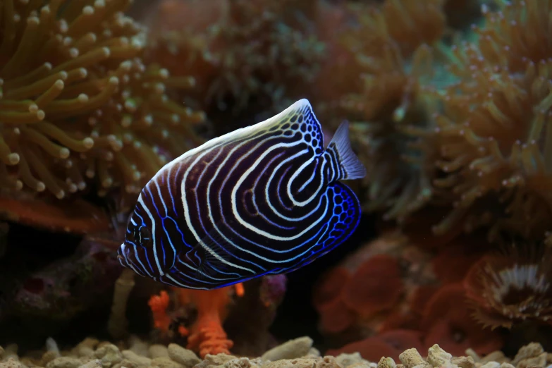 a close up of a fish in an aquarium, thick blue lines, eagle coral, 🦩🪐🐞👩🏻🦳, jewel fishes