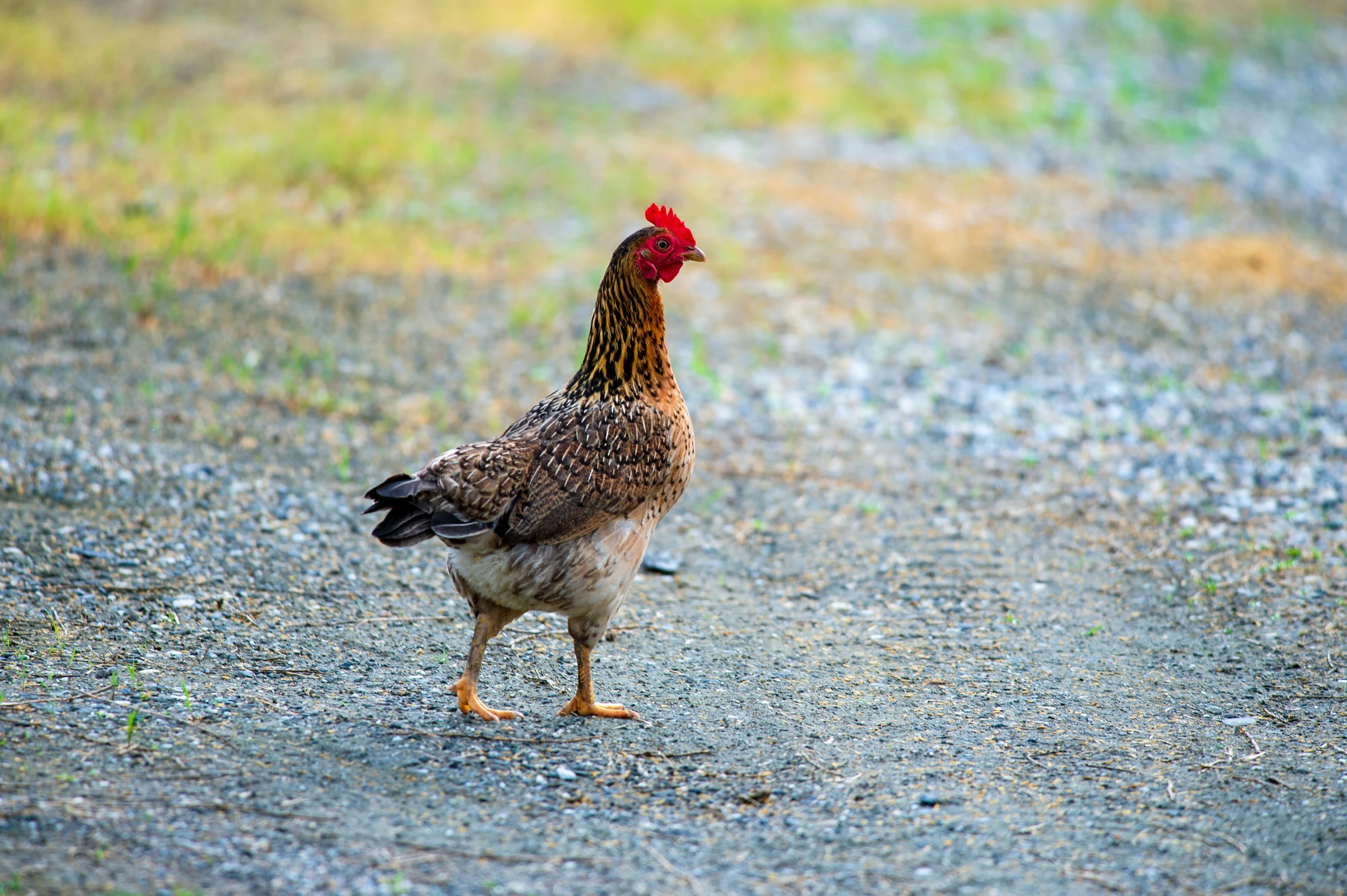 a chicken standing in the middle of a gravel road, unsplash, renaissance, fan favorite, multicolored, multiple stories, high resolution photo