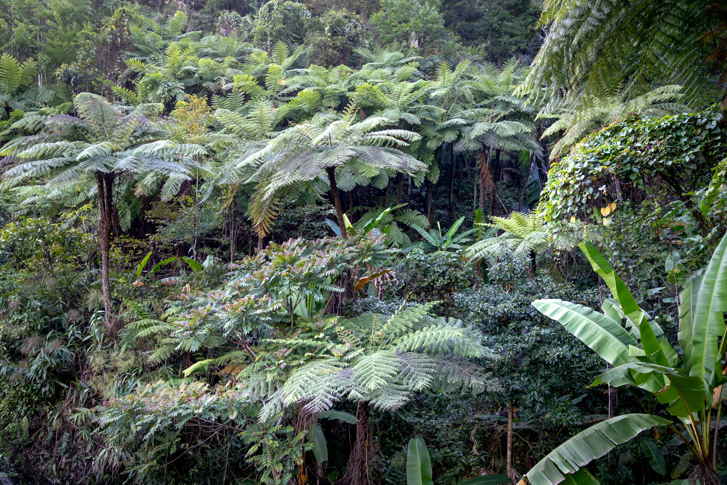 a lush green forest filled with lots of trees, by Elizabeth Durack, flickr, sumatraism, tropical houseplants, overgrown with huge ferns, hillside, 2000s photo