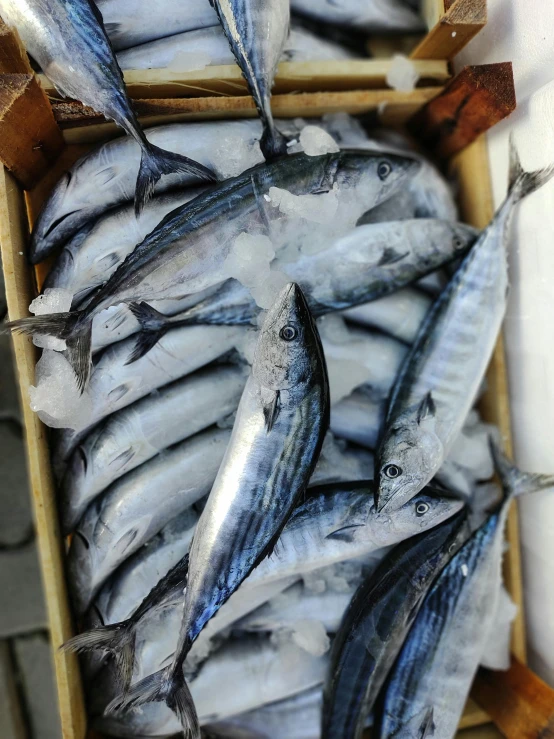 a box full of fish sitting on top of a table, shades of blue and grey, short light grey whiskers, ( ( ( ( kauai ) ) ) ), tall